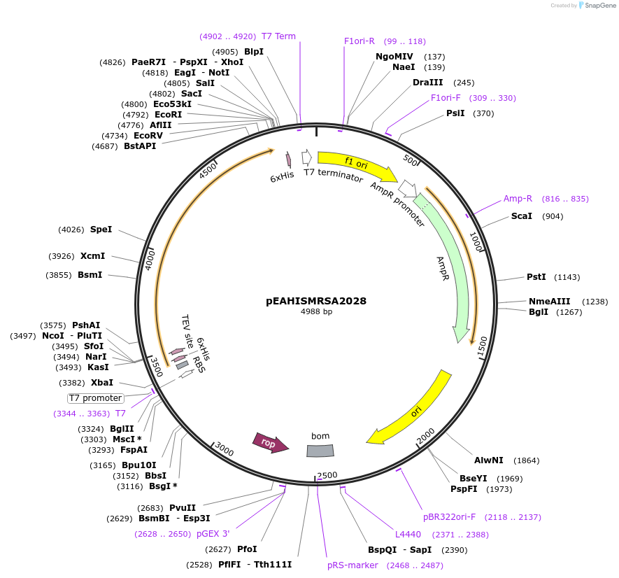 97001-plasmid-map-sequence-id-183101