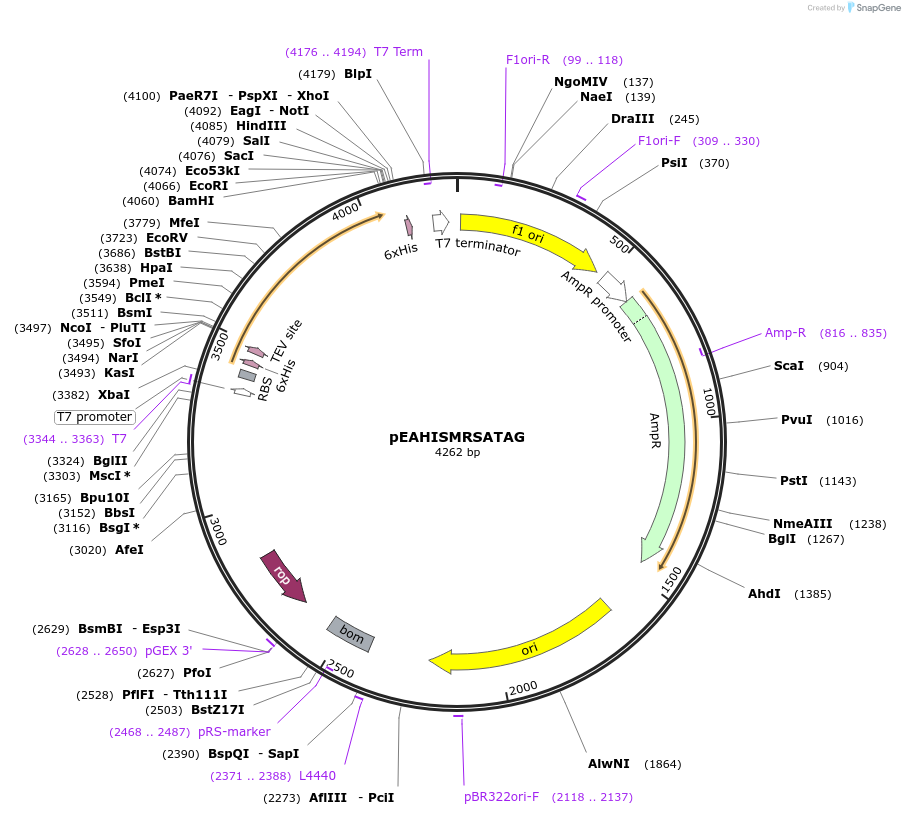 97004-plasmid-map-sequence-id-183102