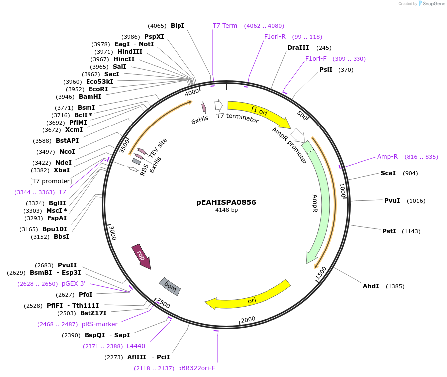 97014-plasmid-map-sequence-id-183103