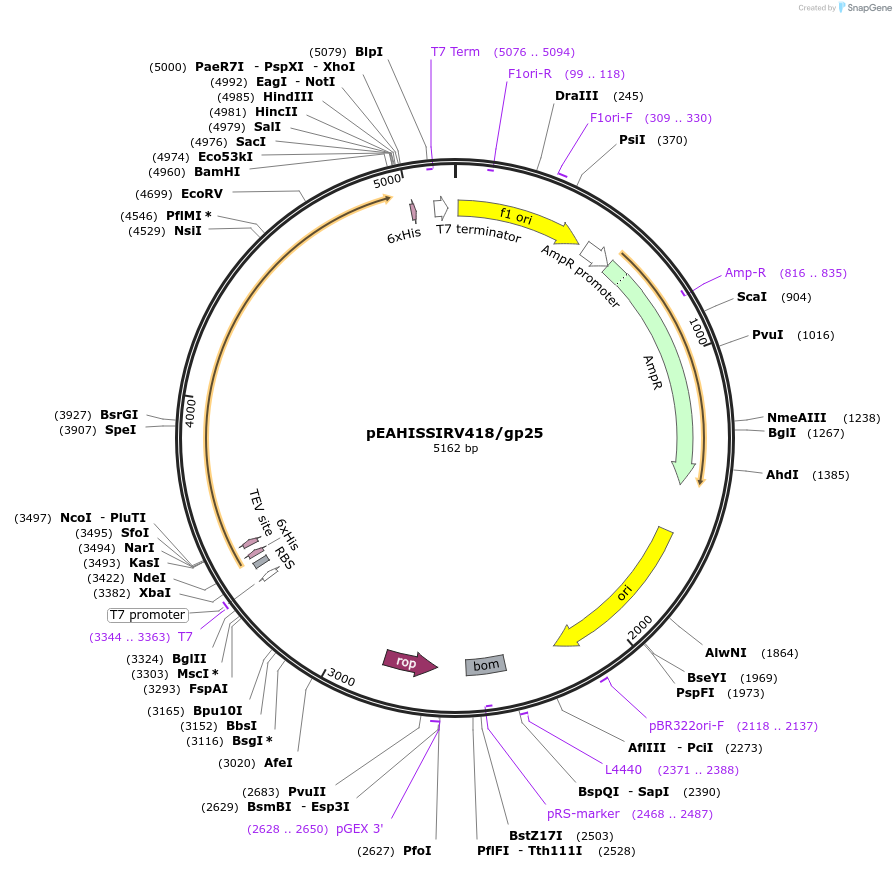 97052-plasmid-map-sequence-id-183104