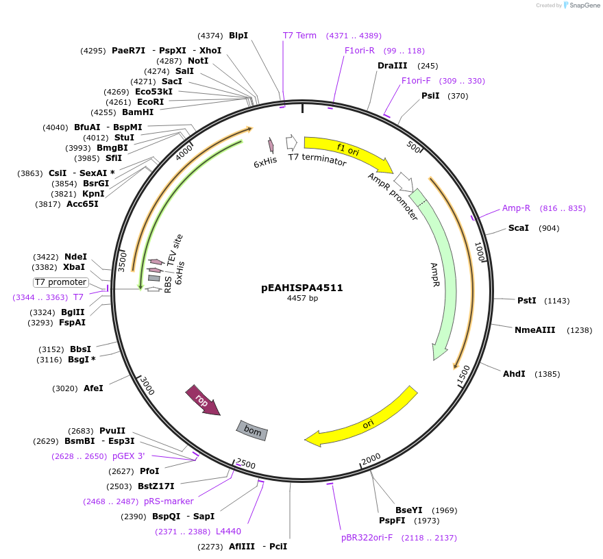 97015-plasmid-map-sequence-id-183109
