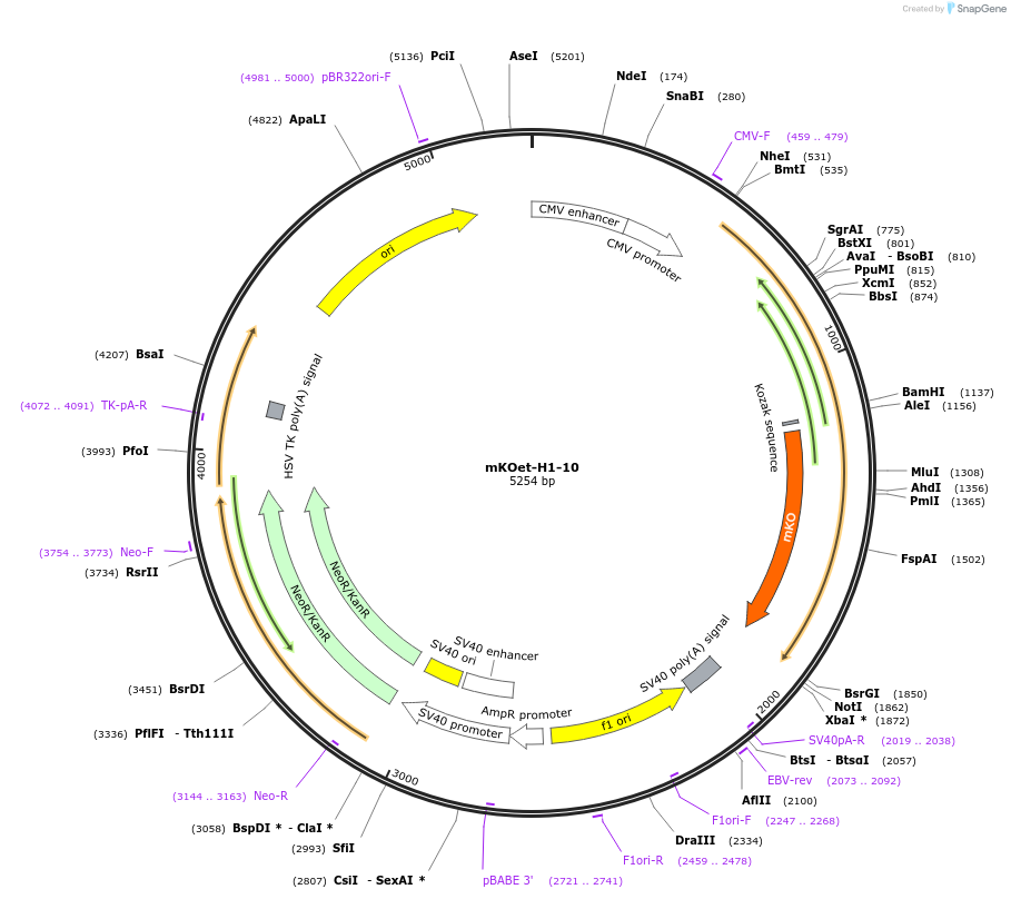 57922-plasmid-map-sequence-id-183110