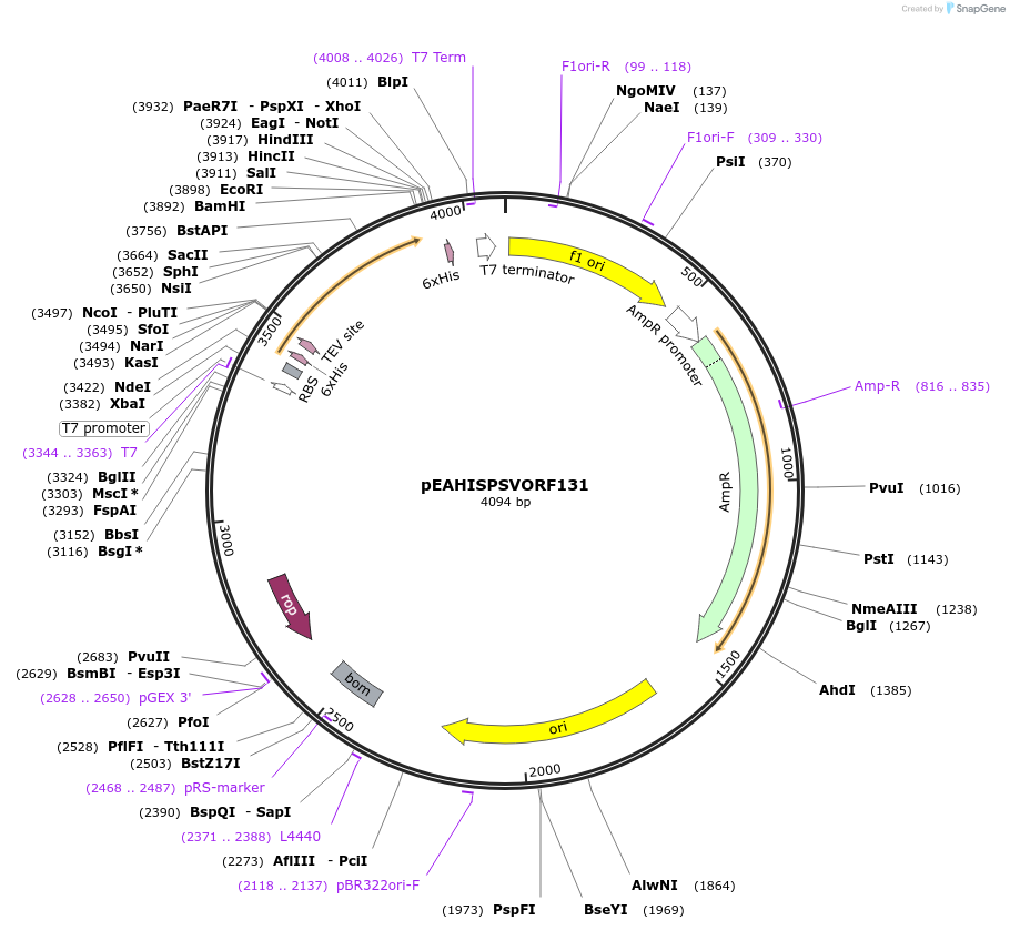 97022-plasmid-map-sequence-id-183111