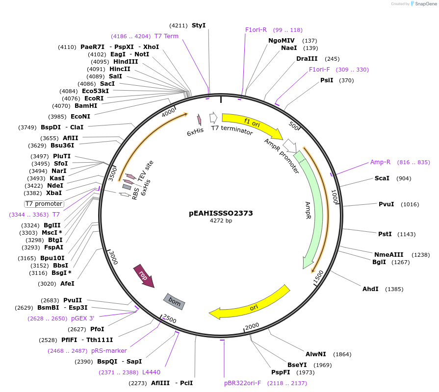 97058-plasmid-map-sequence-id-183113