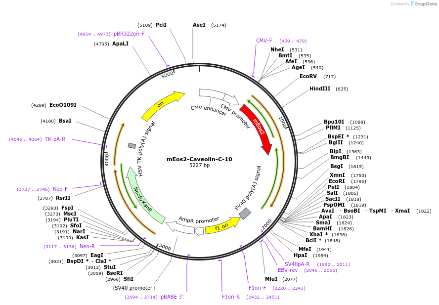57355-plasmid-map-sequence-id-183114