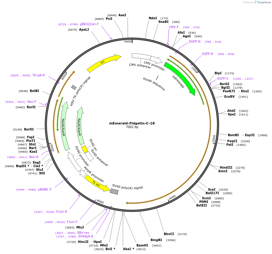 62756-plasmid-map-sequence-id-183117