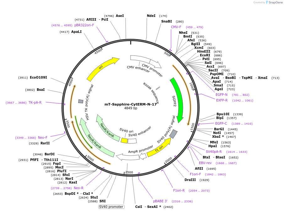 56278-plasmid-map-sequence-id-183147