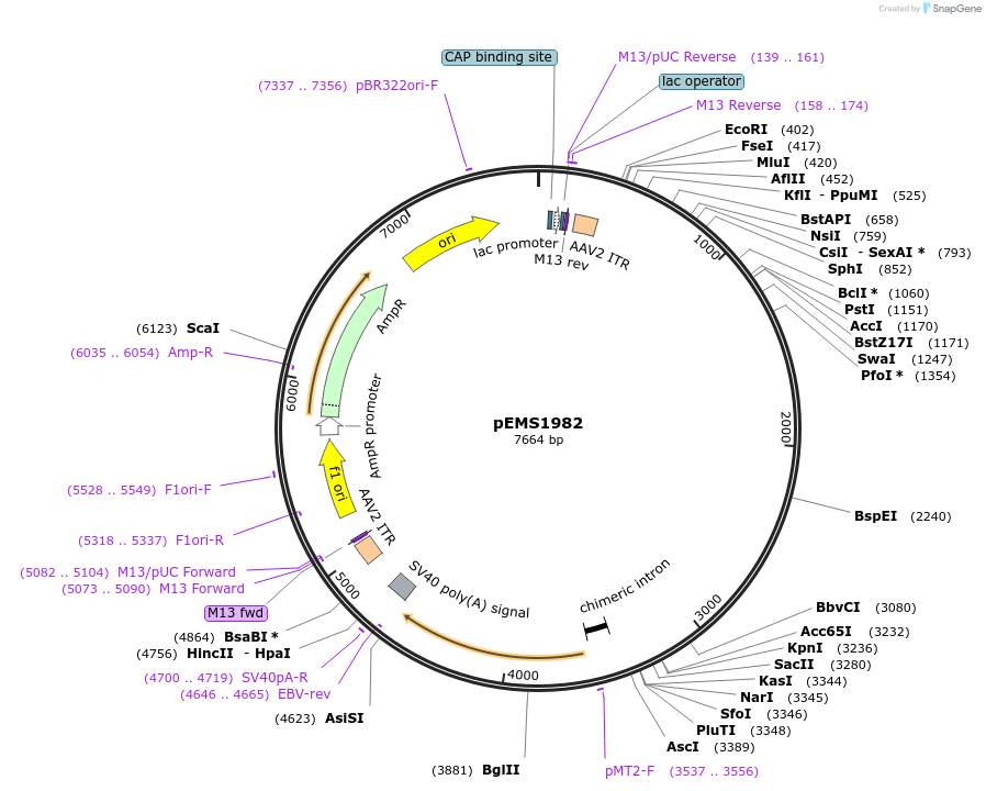 49113-plasmid-map-sequence-id-183161