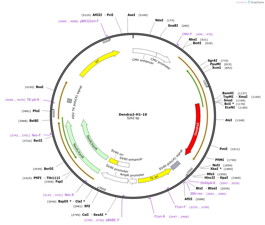 57723-plasmid-map-sequence-id-183173