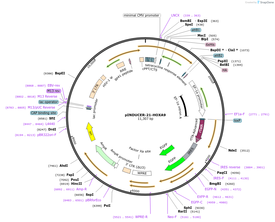 97041-plasmid-map-sequence-id-183202