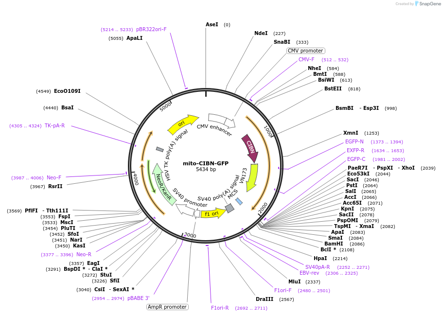 89480-plasmid-map-sequence-id-183277