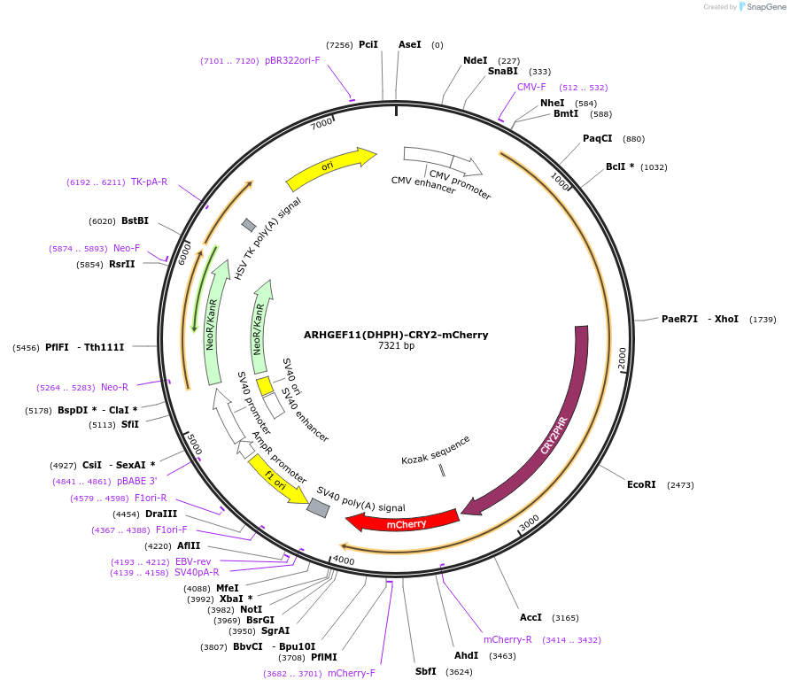 89481-plasmid-map-sequence-id-183280