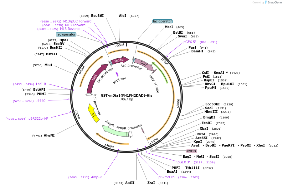 85822-plasmid-map-sequence-id-183287