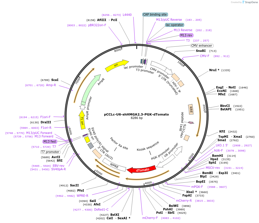 89606-plasmid-map-sequence-id-183306