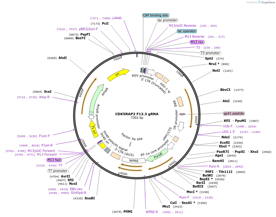 90607-plasmid-map-sequence-id-183313