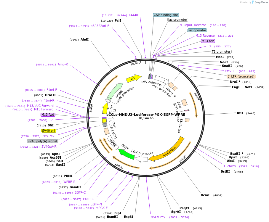 89608-plasmid-map-sequence-id-183316