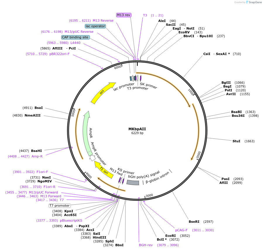91689-plasmid-map-sequence-id-183317