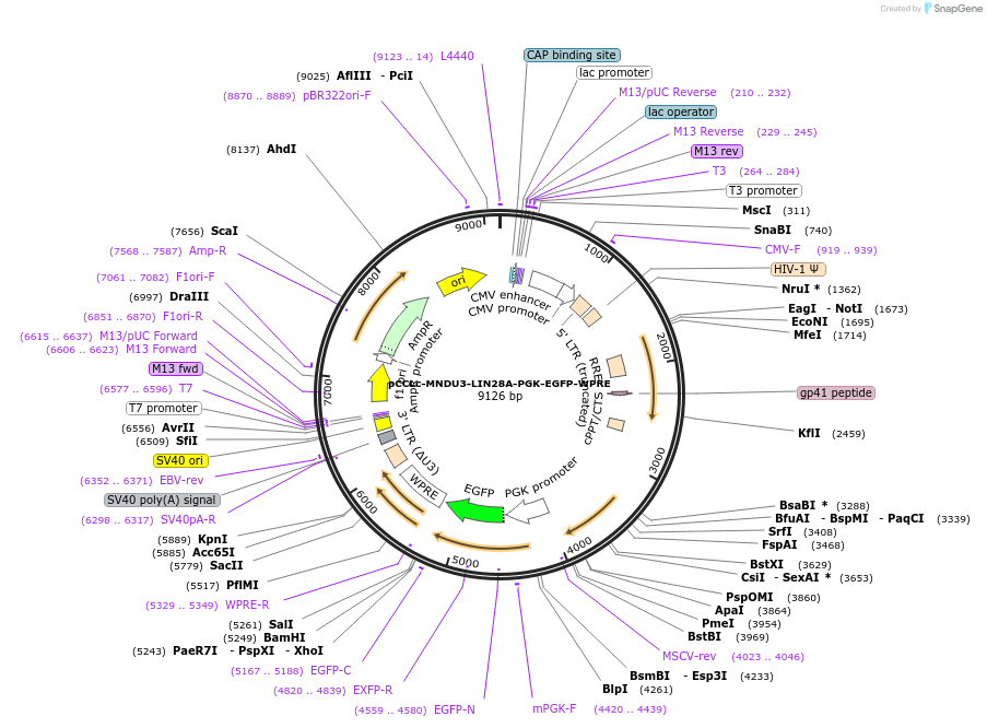 89607-plasmid-map-sequence-id-183321
