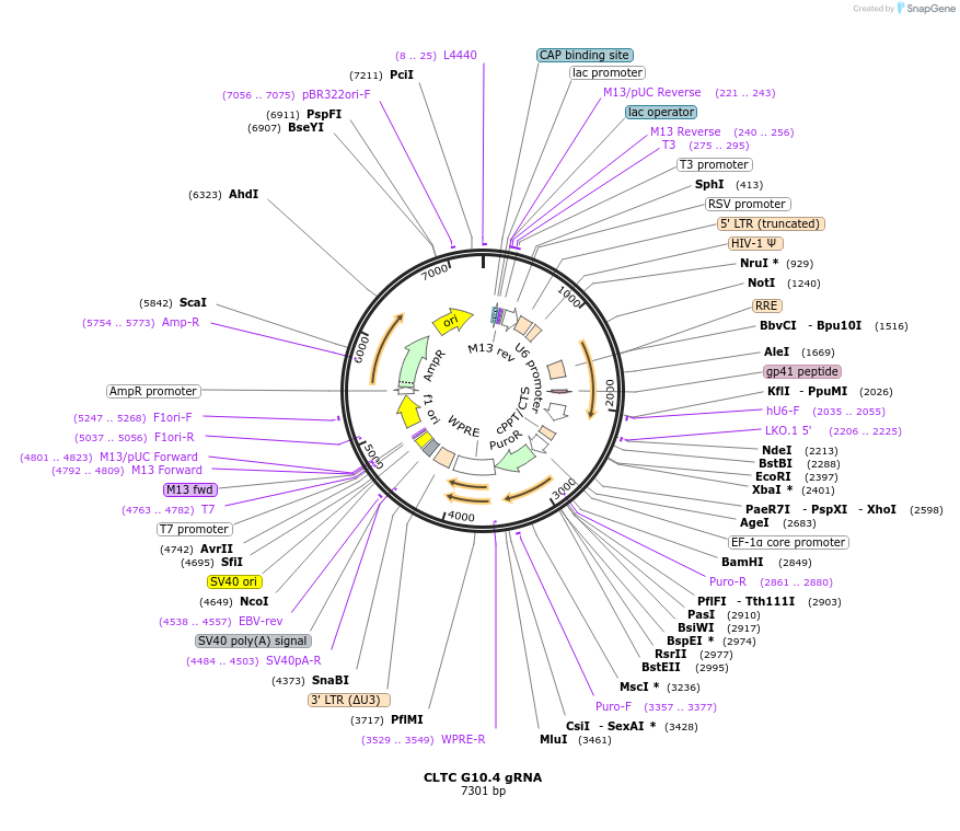 90635-plasmid-map-sequence-id-183332