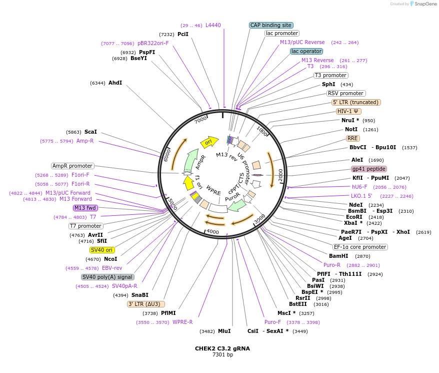 90628-plasmid-map-sequence-id-183335
