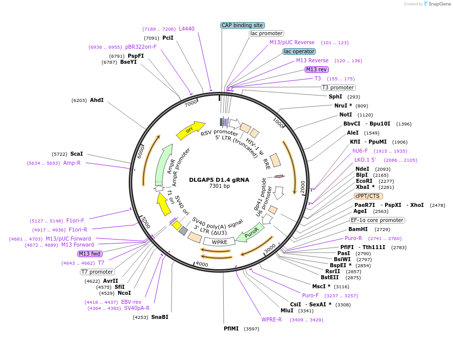 90654-plasmid-map-sequence-id-183348