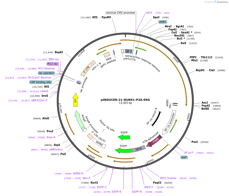 97045-plasmid-map-sequence-id-183369