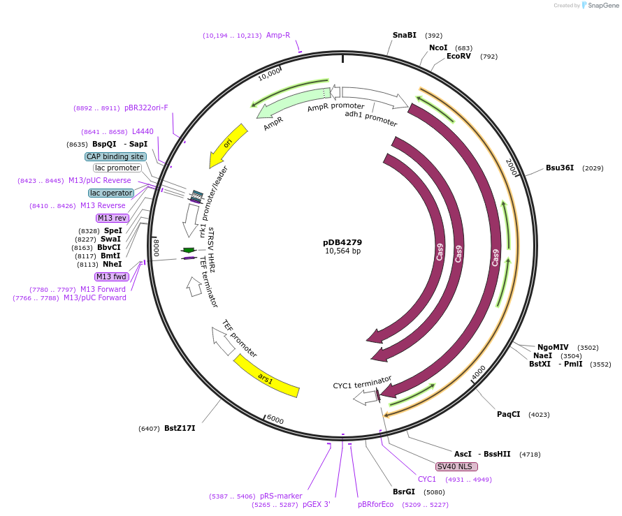 98698-plasmid-map-sequence-id-183370