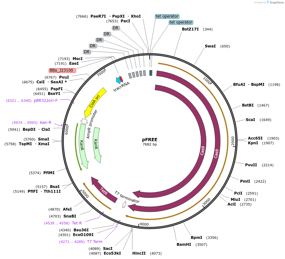 92050-plasmid-map-sequence-id-183371