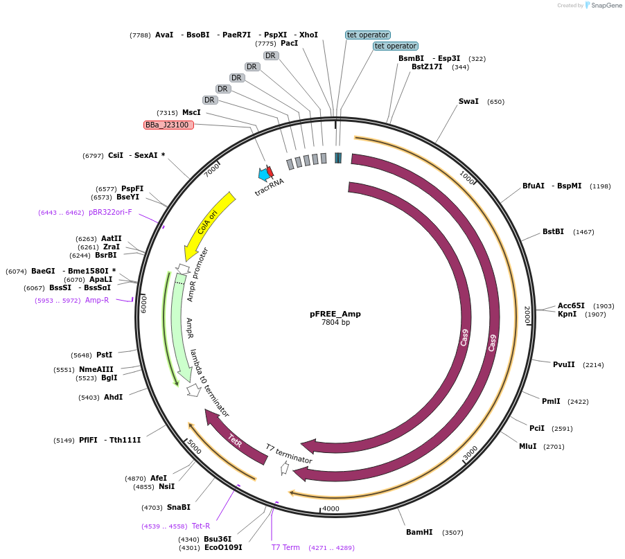 92051-plasmid-map-sequence-id-183372