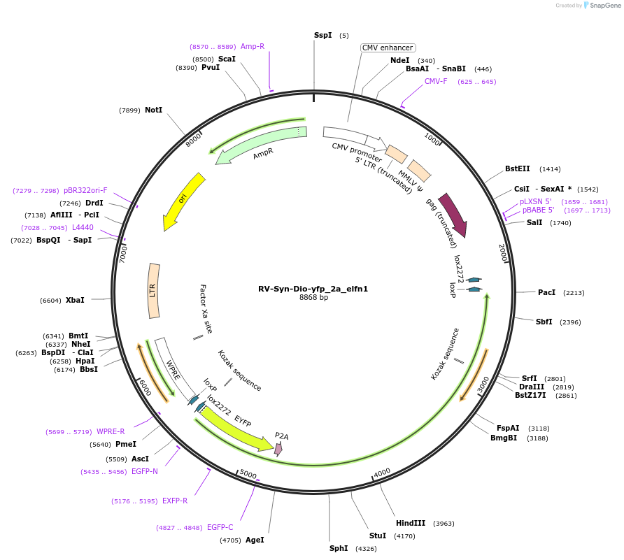 98177-plasmid-map-sequence-id-183380