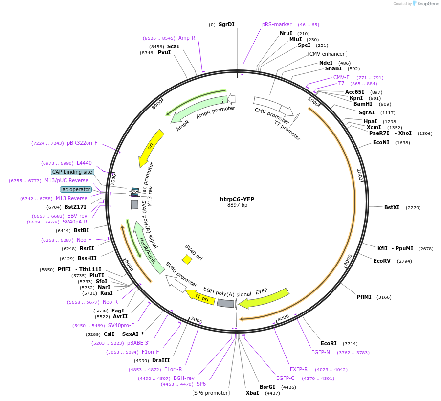 21084-plasmid-map-sequence-id-183385