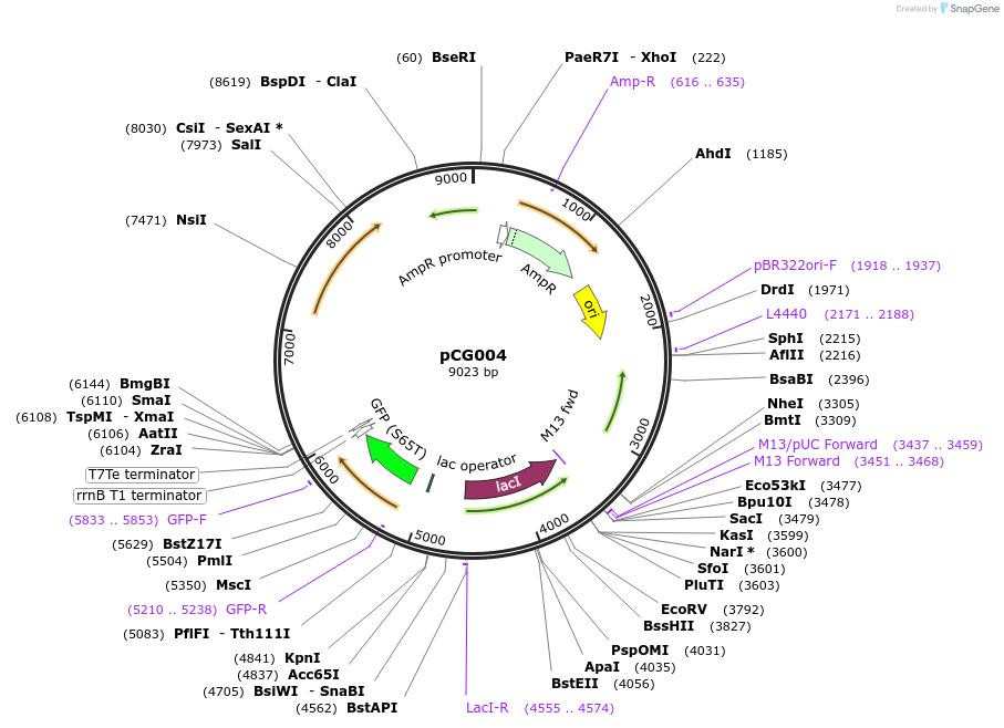 87377-plasmid-map-sequence-id-183388