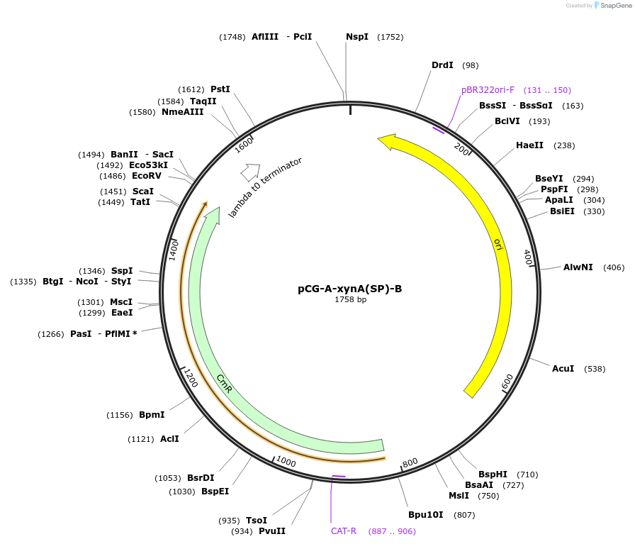 87372-plasmid-map-sequence-id-183392