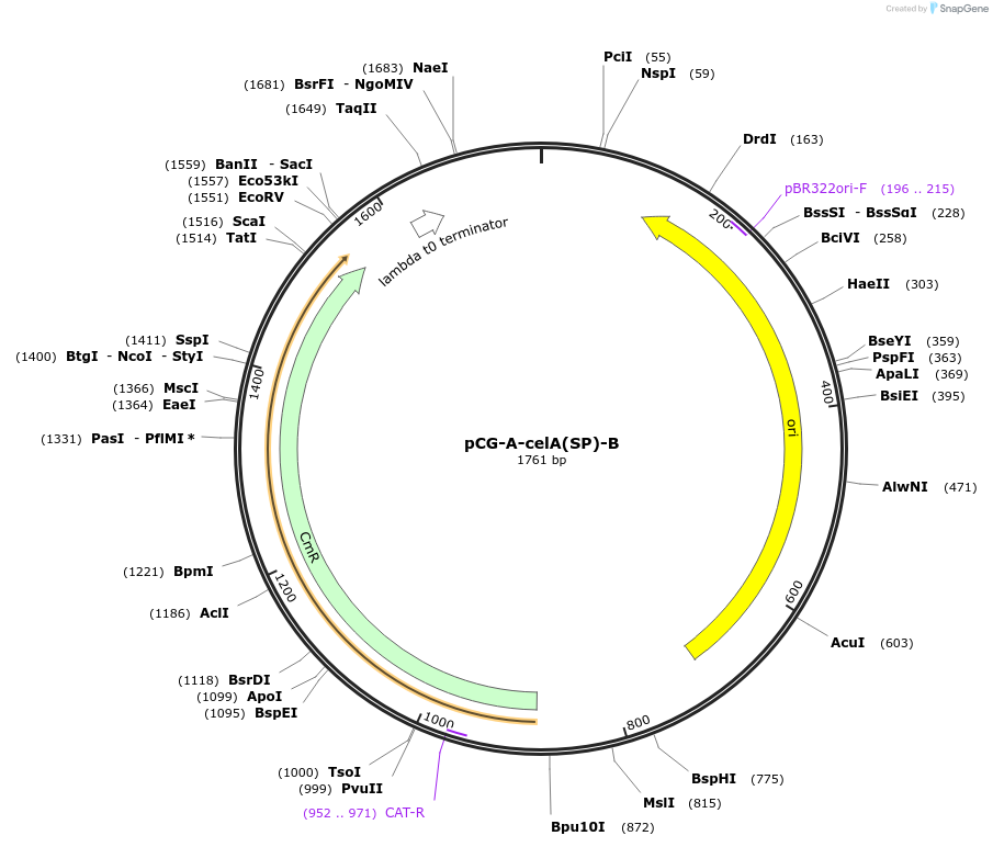 87371-plasmid-map-sequence-id-183393