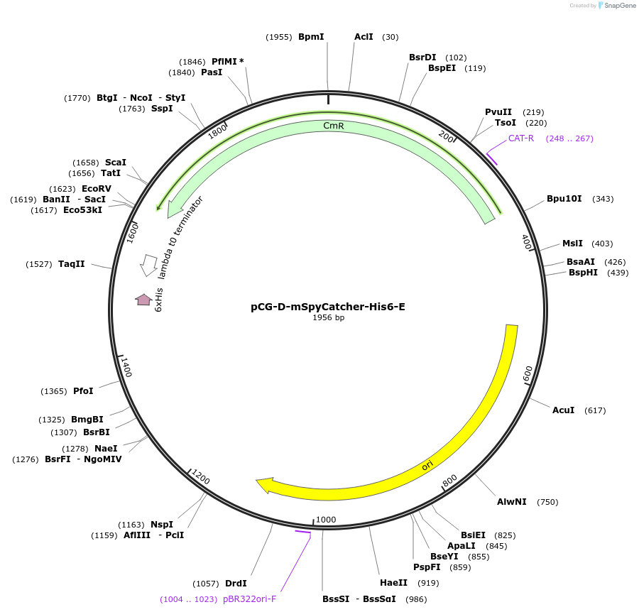 87376-plasmid-map-sequence-id-183395
