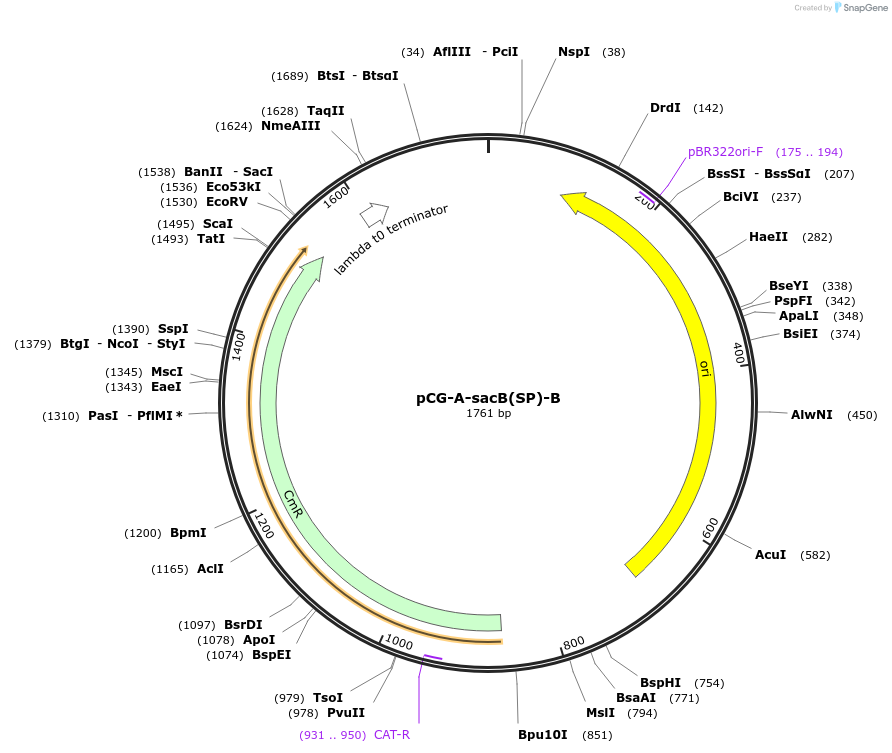 87370-plasmid-map-sequence-id-183403