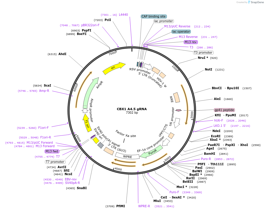 90567-plasmid-map-sequence-id-183423