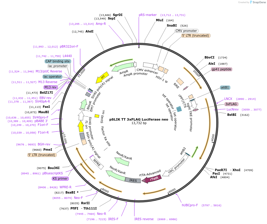 98392-plasmid-map-sequence-id-183474