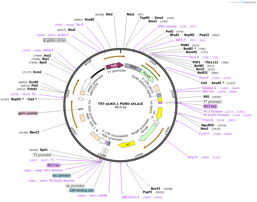98632-plasmid-map-sequence-id-183493