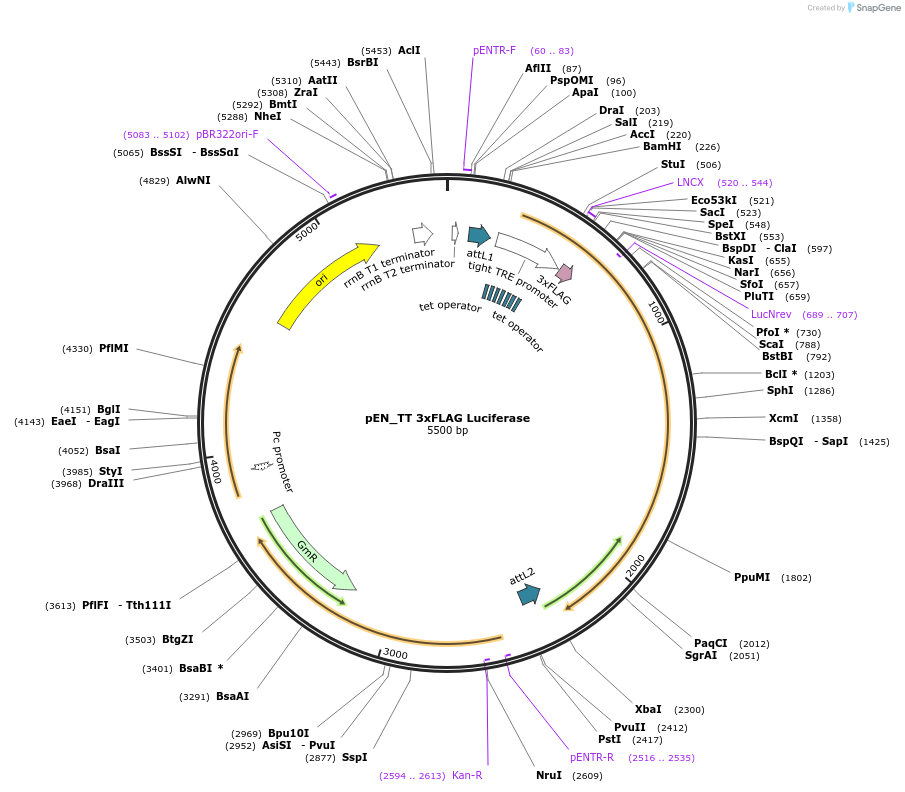 98391-plasmid-map-sequence-id-183531