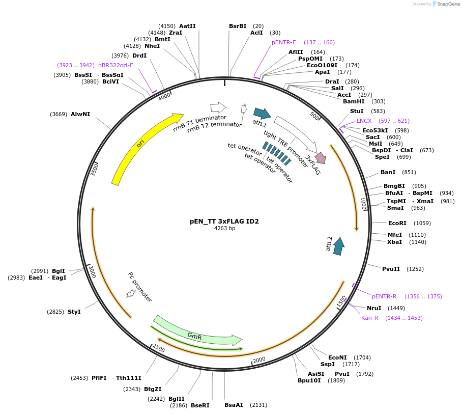 98390-plasmid-map-sequence-id-183535