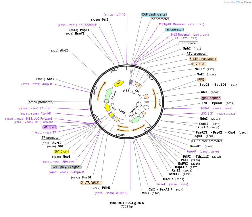 90746-plasmid-map-sequence-id-183561