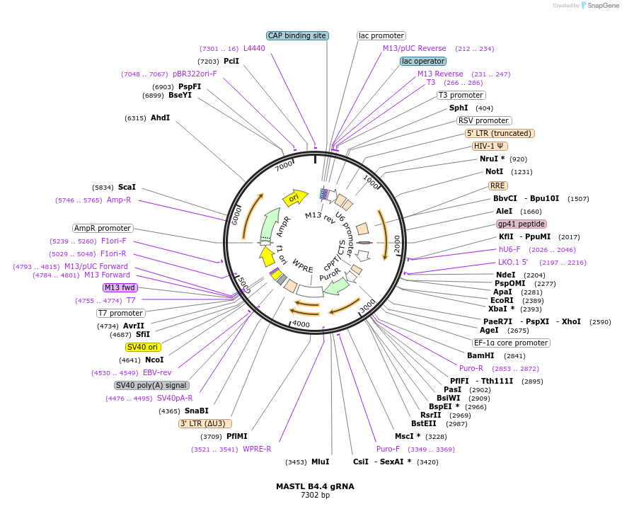 90755-plasmid-map-sequence-id-183572