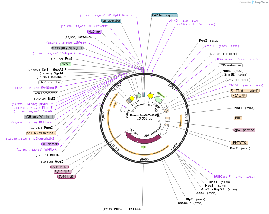 84475-plasmid-map-sequence-id-183575