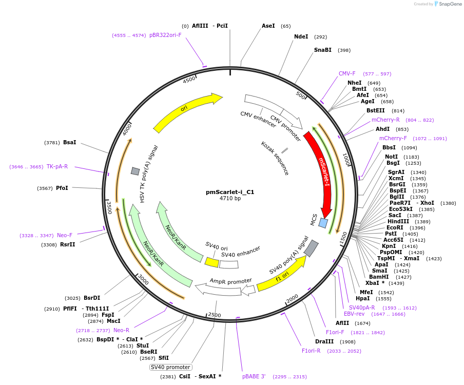 85044-plasmid-map-sequence-id-183578