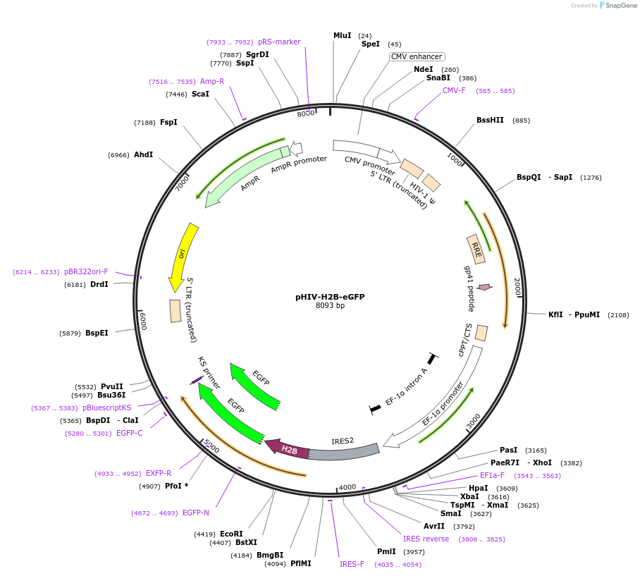 91776-plasmid-map-sequence-id-183638