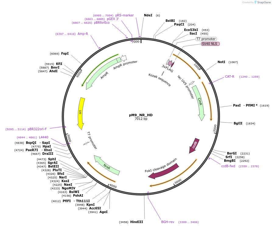 90415-plasmid-map-sequence-id-183791