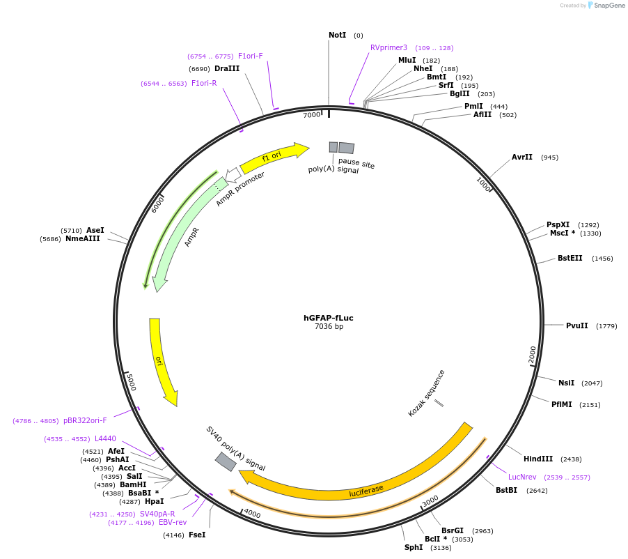 40589-plasmid-map-sequence-id-183793