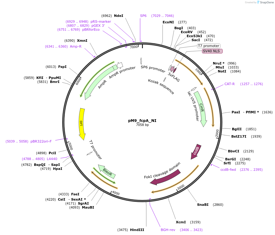 90418-plasmid-map-sequence-id-183795