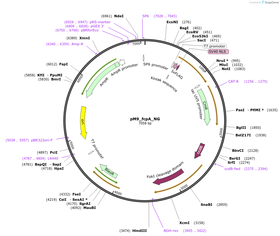 90420-plasmid-map-sequence-id-183803